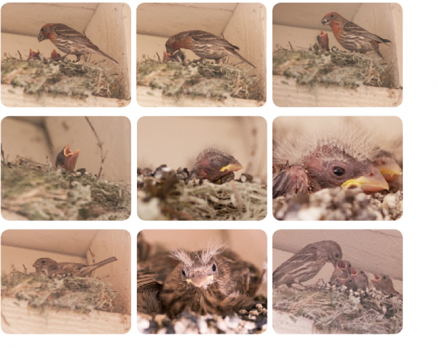 Baby Finch Nestlings