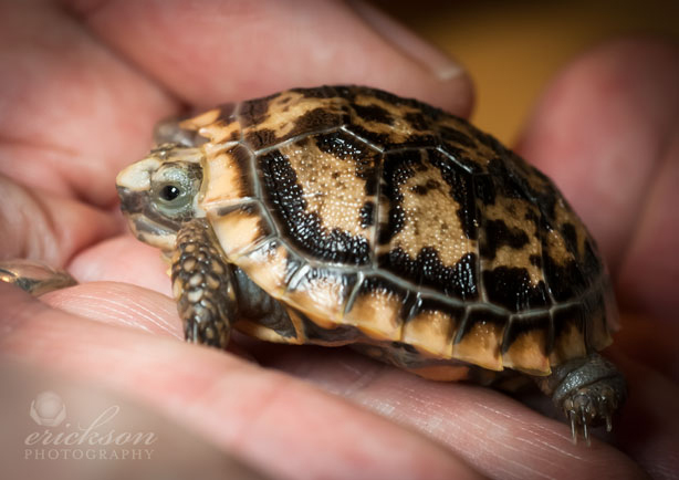 pancake_tortoise